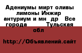 Адениумы,мирт,оливы,лимоны,Инжир, антуриум и мн .др - Все города  »    . Тульская обл.